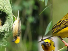 beautiful-birds