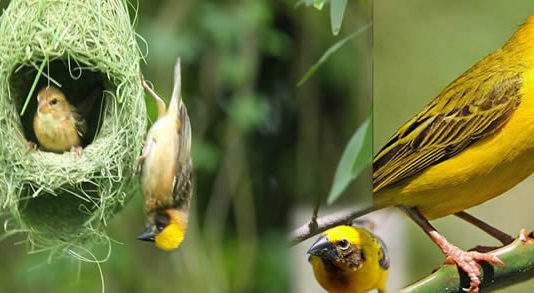 beautiful-birds
