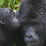 Gorilla-family
