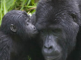 Gorilla-tourism