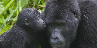 Gorilla-tourism