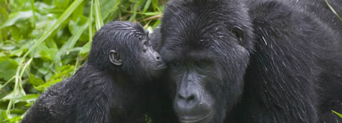 Gorilla-tourism