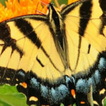 uganda's butterfly