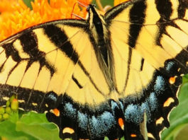 uganda's butterfly