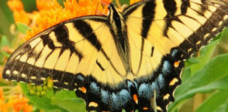 uganda's butterfly