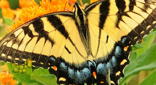 uganda's butterfly