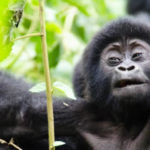 bwindi-gorillas