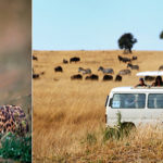 wildlife-viewing