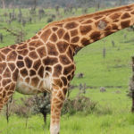 uganda's giraffe