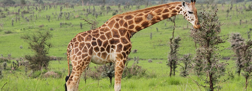 uganda's giraffe