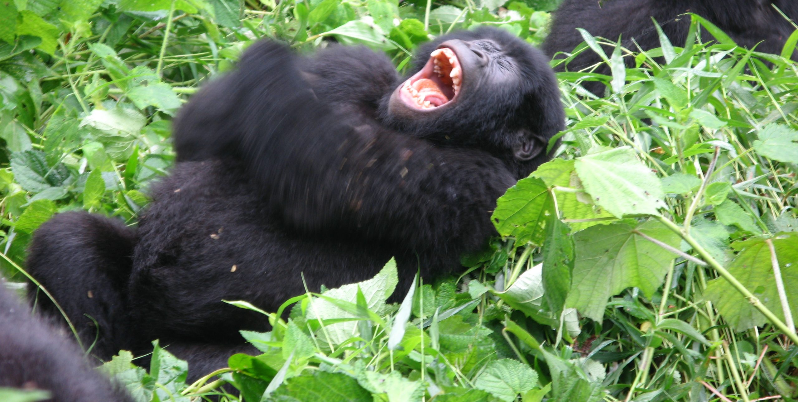 gorilla laughing