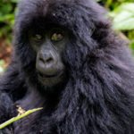 gorilla-safari-rwanda1