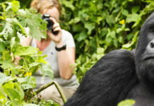 Trekking Gorillas