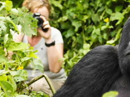 Trekking Gorillas