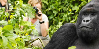 Trekking Gorillas