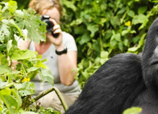 Trekking Gorillas