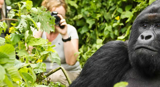Trekking Gorillas