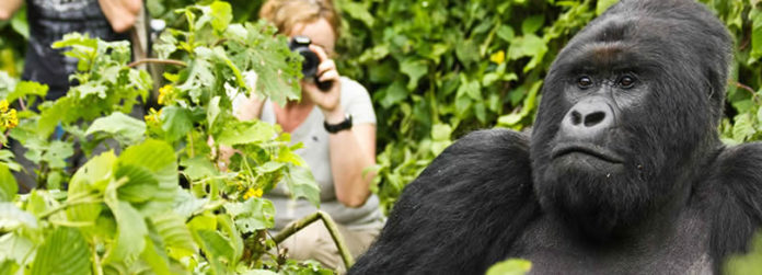 Trekking Gorillas