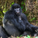 gorilla-trekking-africa