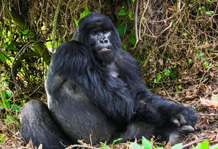 gorilla