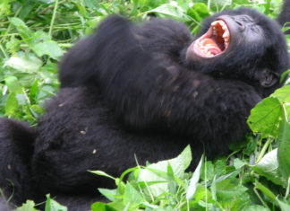 FAQS on Gorilla Trekking in Africa