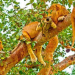 Uganda’s Attractions Tree-climbing lions