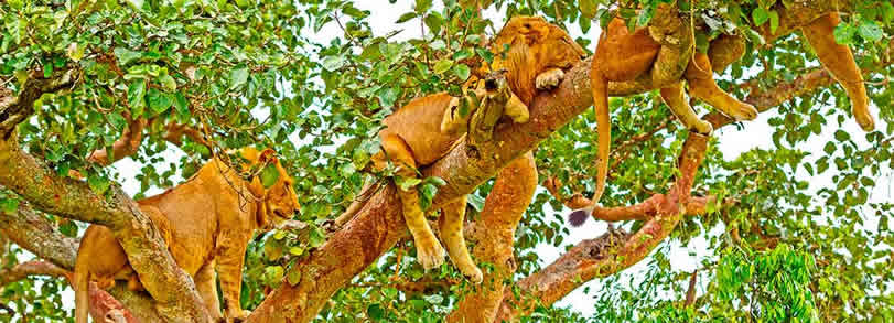 Tree-climbing lions