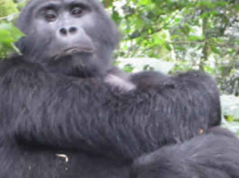 Silverback