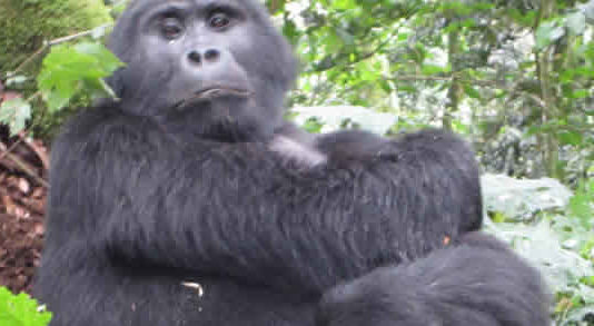 Silverback