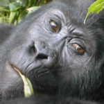 The silverback resting