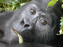 The silverback resting