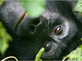 the gorilla resting