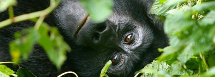 the gorilla resting