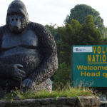 gorilla-trekking-in-Volcanoes-national-park