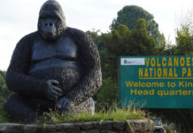 gorilla-trekking-in-Volcanoes-national-park