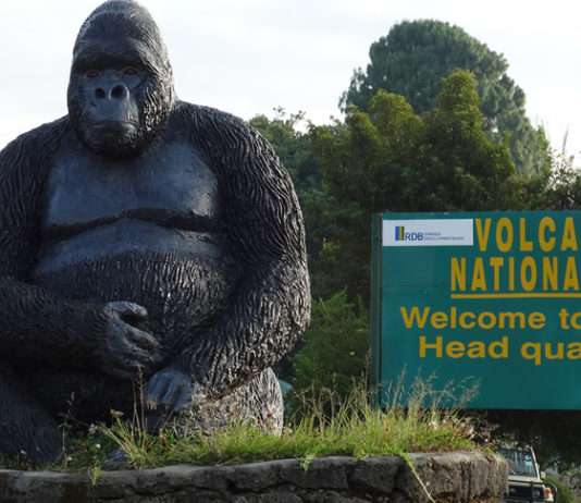 gorilla-trekking-in-Volcanoes-national-park