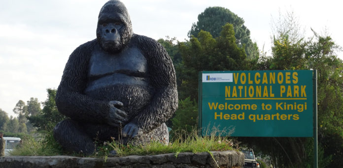 gorilla-trekking-in-Volcanoes-national-park