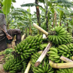 Uganda Agriculture matooke growing in uganda