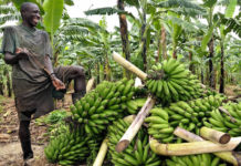 matooke growing in uganda