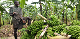 matooke growing in uganda