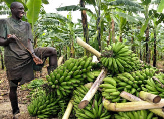 matooke growing in uganda