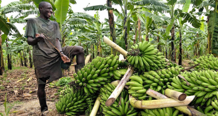 matooke growing in uganda