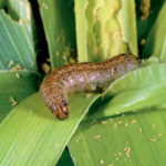 Agriculture in uganda