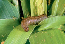 Agriculture in uganda