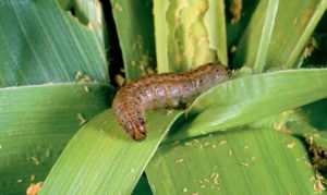 Fall Armyworms spread to East Africa