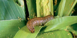 Agriculture in uganda