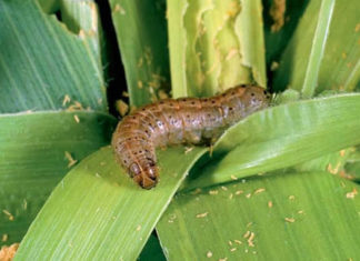 Agriculture in uganda