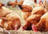 Poultry farming in uganda