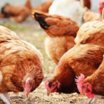Common Poultry Diseases Poultry farming in uganda