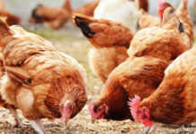 Poultry farming in uganda